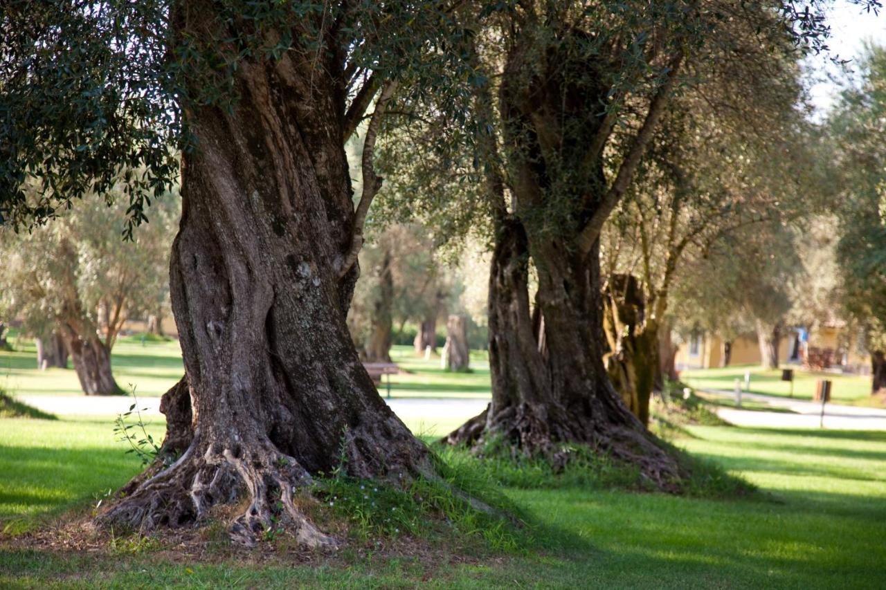 Uliveto Principessa Resort Cittanova  Εξωτερικό φωτογραφία